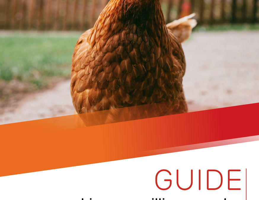 Guide j’adopte une poule